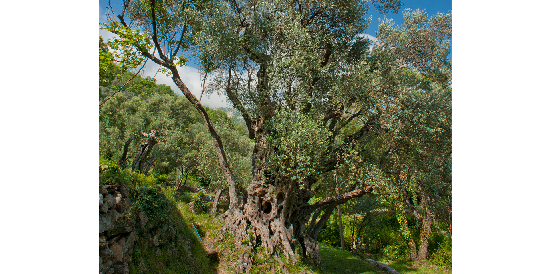 budva-hotels budva-marina budva-food budva budva-beach-bar